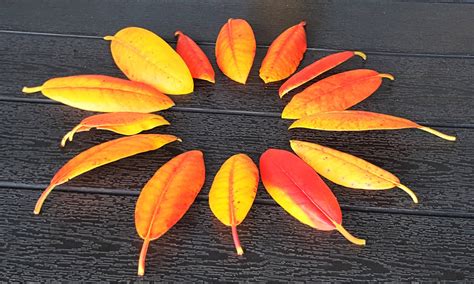 Image result for Simple Dimple Single