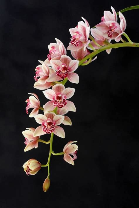 中国十大名花排行榜，哪个是你的最爱-花卉百科-绿宝园林网