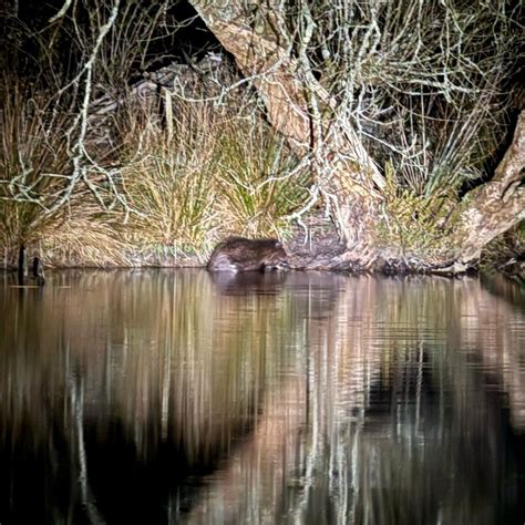 WOODLAND VALLEY FARM – HOME OF THE CORNWALL BEAVER PROJECT (2025) All ...