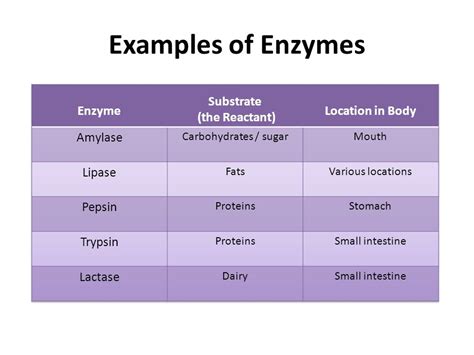 Enzymes Examples 的图像结果