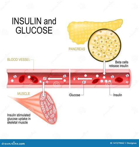Insulin in Pancreas and Glucose in Muscle Stock Vector - Illustration ...