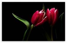 significato fiori tulipani significato dei tulipani significato fiori la magia di significato fiori tulipani significato dei tulipani significato fiori la magia di