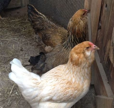 My Experience Raising Ameraucana Chickens From Pullets to Hens | PetHelpful