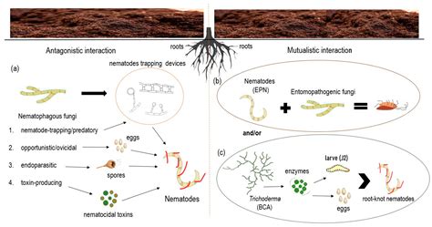 Soil Ecosystem Functioning through Interactions of Nematodes and Fungi Trichoderma sp.