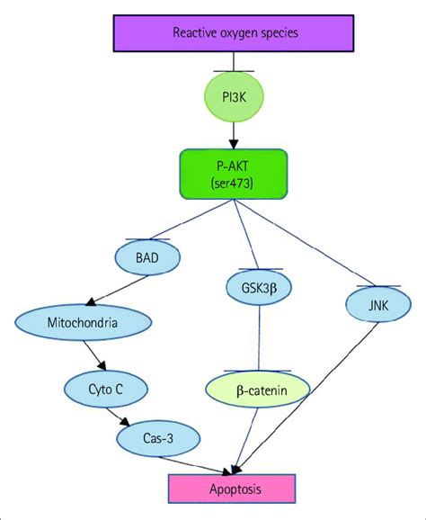 Image result for PI3K Pathway