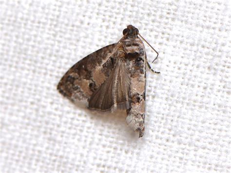 Dudua aprobola | Moths