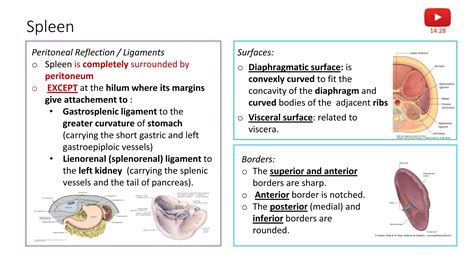 Anatomy of Spleen Short Notes for 1st professional medico | PDF
