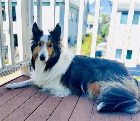 Image result for Reactive Behavior