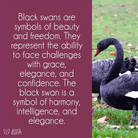 What Do Swans Represent