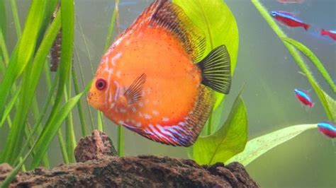 Image result for Discus Fish for Beginners