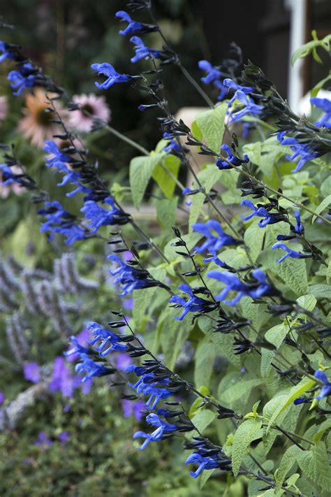 Black & Blue Salvia, Salvia guaranitica 'Black & Blue', Monrovia Plant