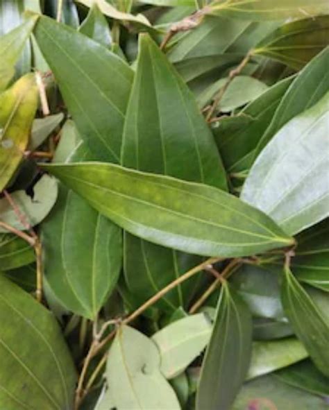Bay Leaf Plant, Tejpatta Spice Plant, तेज पत्ता का पौधा, Tamalpatra ...