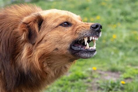 Top Defenses in a Dog-Bite Injury Lawsuit