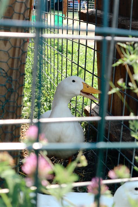 White duck in cage during daytime photo – Free Duck Image on Unsplash