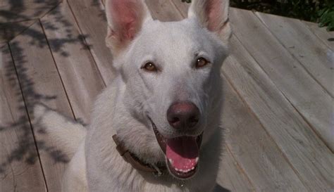 White Dog Full Free Movie 的图像结果