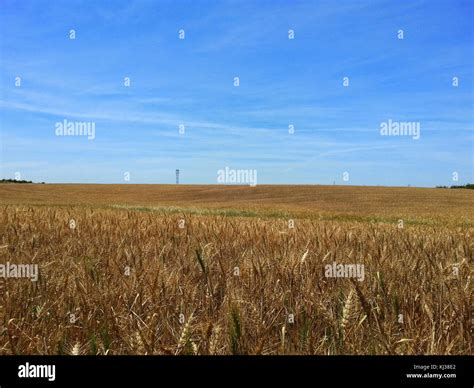 Israel 43765 Agriculture in Israel Stock Photo - Alamy