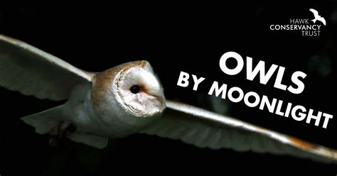 Owls by Moonlight, Visitor Centre, Sarson Lane, Weyhill,, SP11 8DY ...