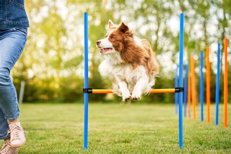 Parcours Agility Kit Agility Chien Vabiono - Anneau Saut + Tunnel ...