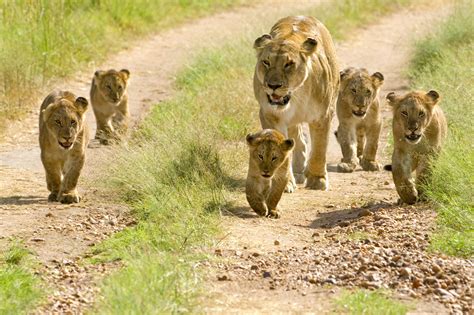 Download Lion Cubs In The Wild Wallpaper | Wallpapers.com