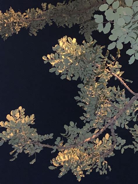 Image result for Abstract Tree Art