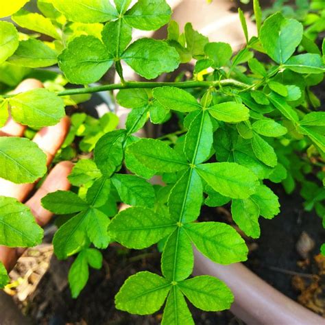 13 Leaves (Trayodasha-patra) Raja Maha Vilvam Plant – Bloomica