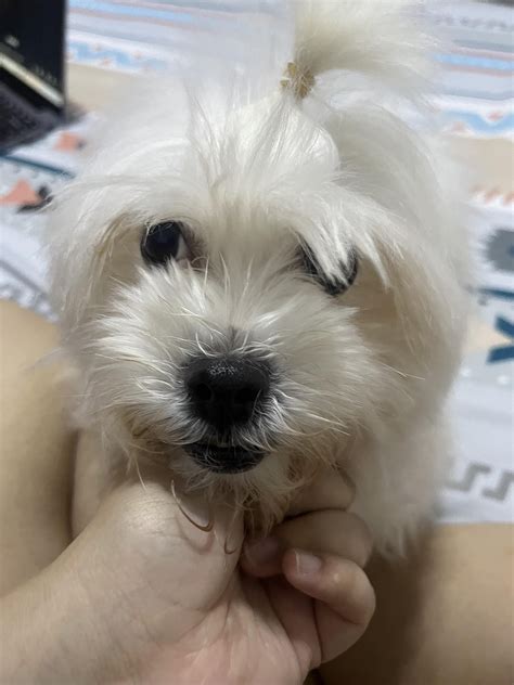 Help! My dog is eating her poop. How do I get her to stop doing it? : r ...