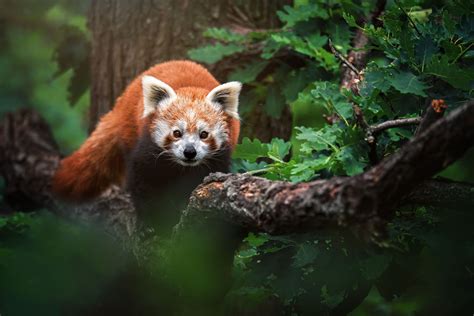 Red pandas face a fractured future