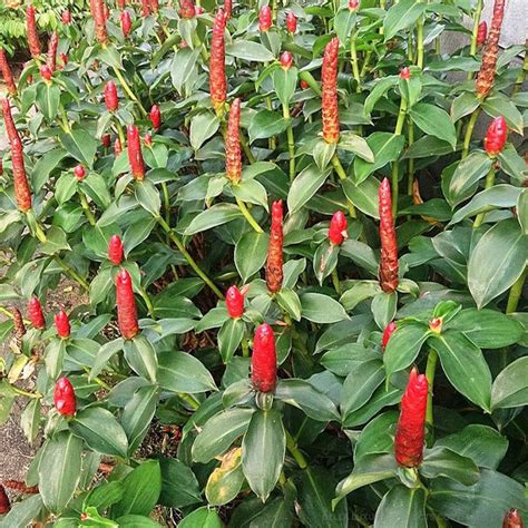 Costus 16-24 Inches - Costus - Costus - Medicinal / Herbal Plants ...