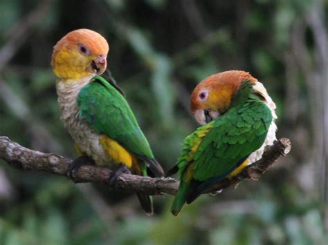 White-bellied Parrot - eBird
