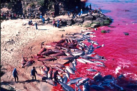 《海豚湾》播出9年后 日本将在原址重启海豚捕杀|海豚湾|捕鲸|太地町_新浪新闻