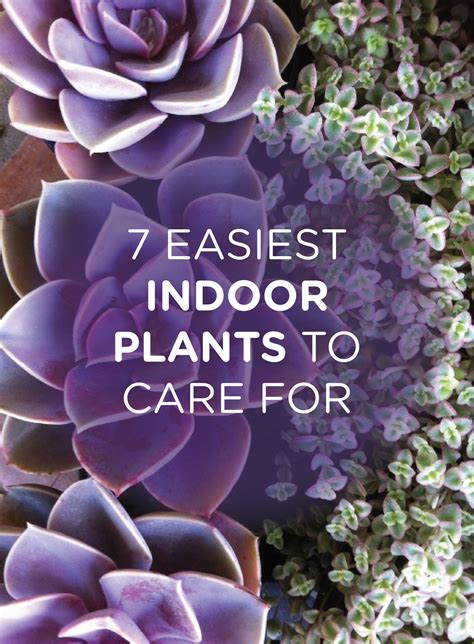 Lacking a green thumb? No worries! Check out these easy indoor plants ...