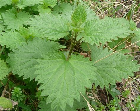 Stinging Nettles Plant