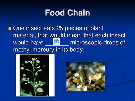 Biomagnification 的图像结果