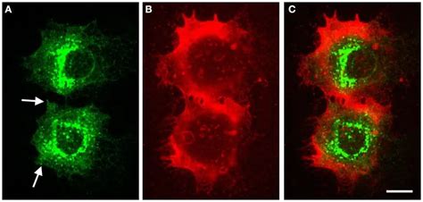 Image result for Compensatory Mechanism Textbook