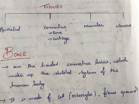 Bone anatomy - lecture notes - ssvES 8pithelra T Comnecuo Musclau Newow ...