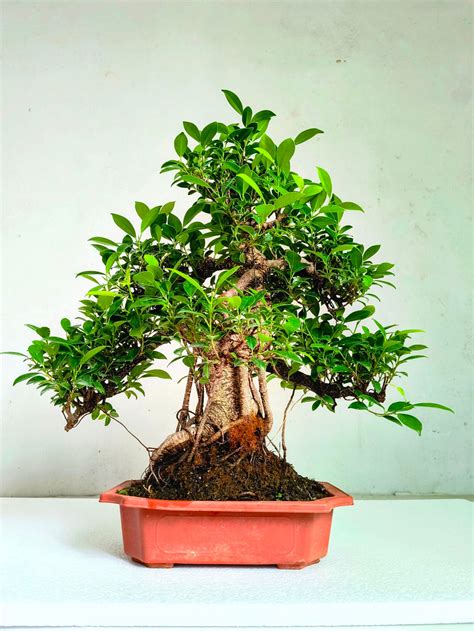 Buy Bonsai Plants & Bonsai Trees Online in India | Abana Homes