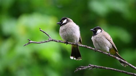 50+ Fun What Am I? Animal Riddles For Kids: Guess The Animal