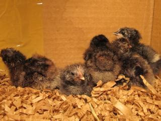 Image result for Black Java Chicks