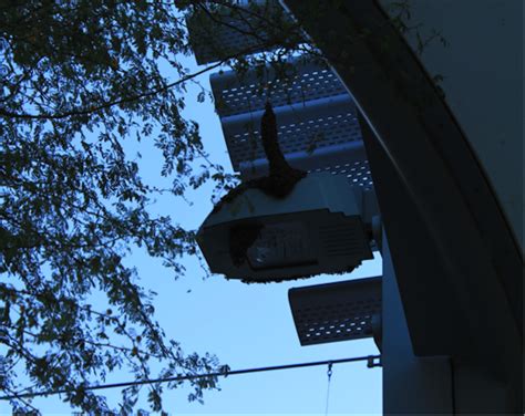 Africanized Killer Bees 的图像结果