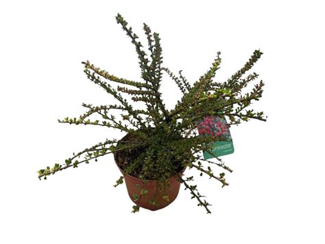 Cotoneaster horizontalis | Cepaflor