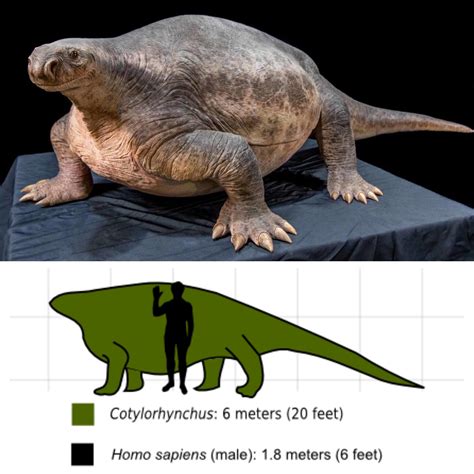 Permian Period Reptiles