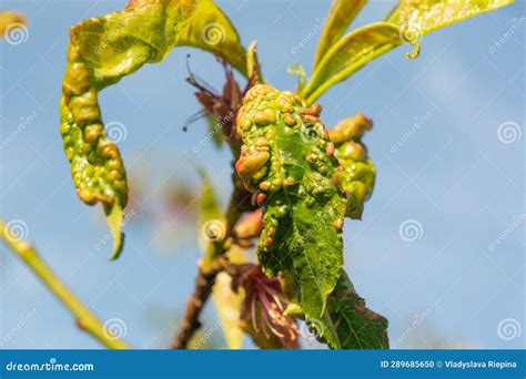 Fungal Diseases Of Fruit Trees. Taphrina Deformans. Leaves Of Fruit Trees With Leaf Curl Disease ... - what prevents fungus in peach trees