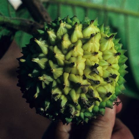 Perebea Guianensis Fruit Plant – veliyathgardens