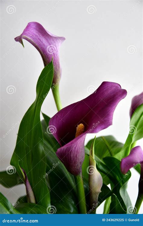 Dark Purple or Black Calla Lily Plant Stock Image - Image of container ...