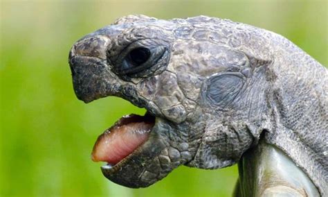 Rezultat imagine pentru Turtle without Shell