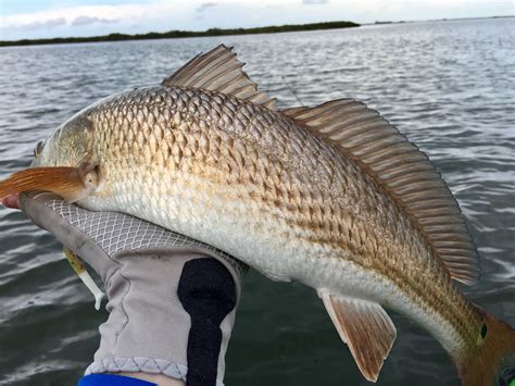 Redfish on the half shell downright easy to enjoy