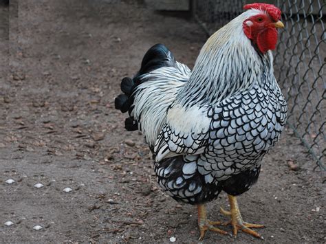 Chicken Animal Names And Pictures