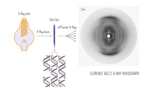 The Structure of DNA | by Ron Vale
