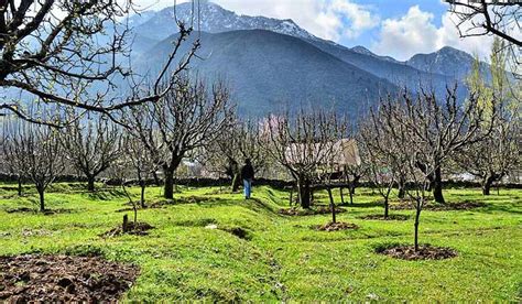 Kashmir: Fruit growers suffer losses due to rare November snow- The Week