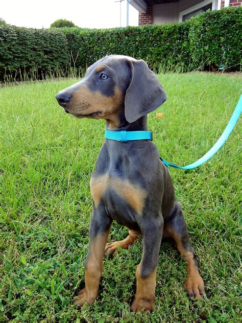 Blue Doberman Puppy (10 weeks)From your friends at phoenix dog in home ...